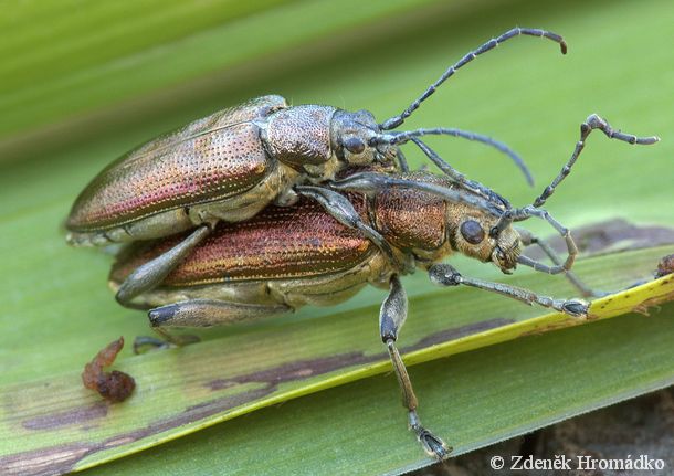 ,  (Brouci, Coleoptera)