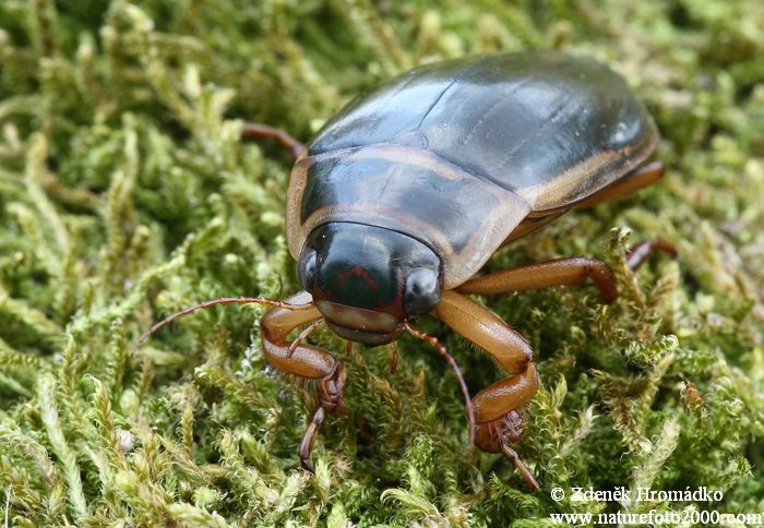 potápník vroubený, Dytiscus marginalis (Brouci, Coleoptera)