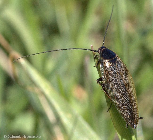 Dusky Cockroach, Ectobius lapponicus (Others, )