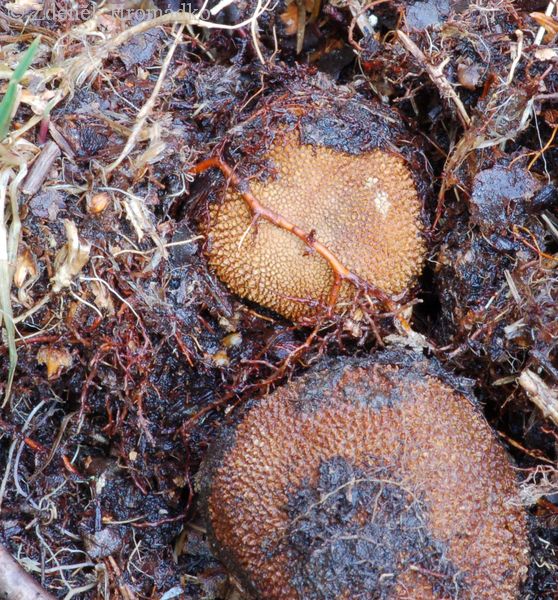 jelenka obecná, Elaphomyces granulatus (Houby, Fungi)