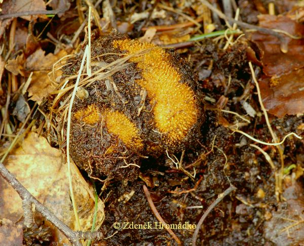 jelenka obecná, Elaphomyces granulatus (Houby, Fungi)