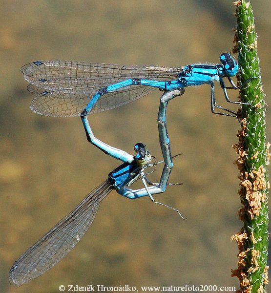 Common blue damselfly, Enallagma cyathigerum (Dragonflies, Odonata)