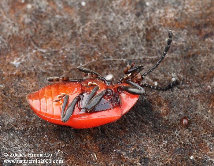 pýchavkovník červcový, Endomychus coccineus (Brouci, Coleoptera)