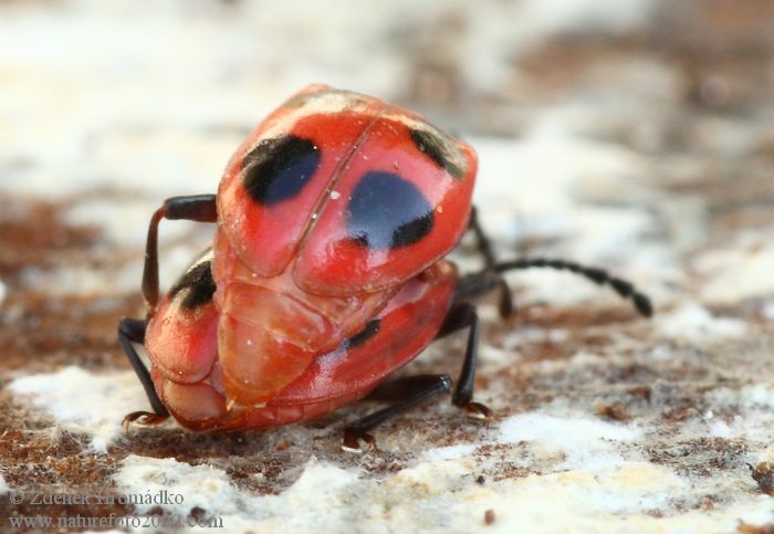 pýchavkovník červcový, Endomychus coccineus (Brouci, Coleoptera)