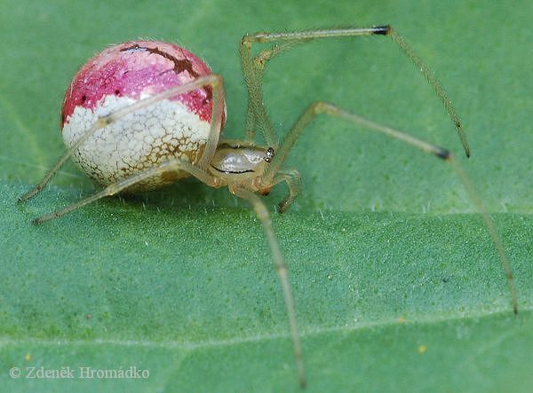 snovačka oválná, Enoplognatha ovata (Pavouci, Arachnida)