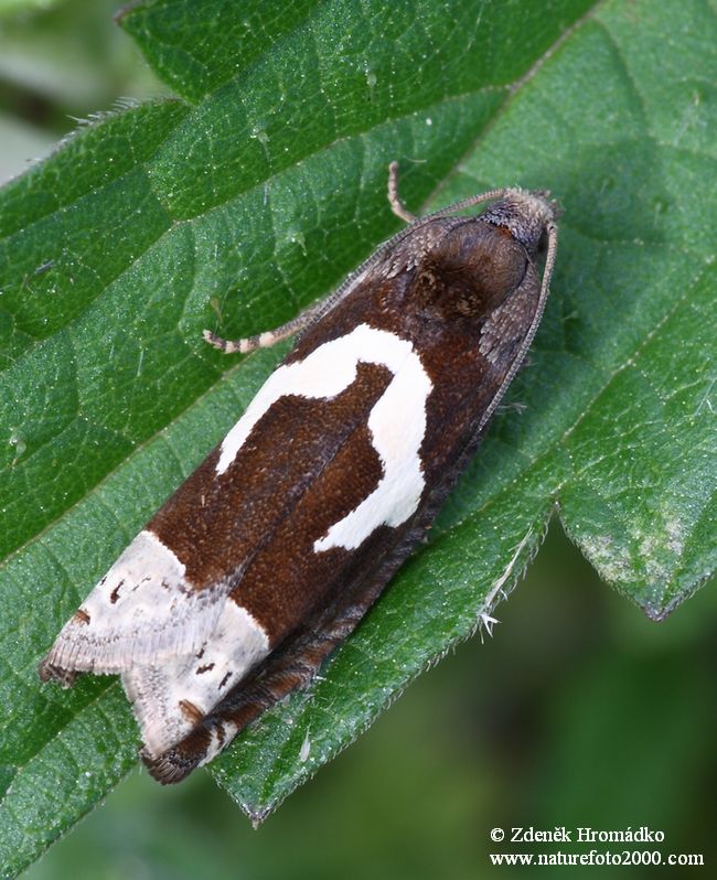 Obaleč skobovitý, Epiblema foenella (Motýli, Lepidoptera)