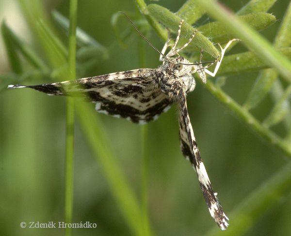 píďalka povázková, Epirrhoe tristata (Motýli, Lepidoptera)