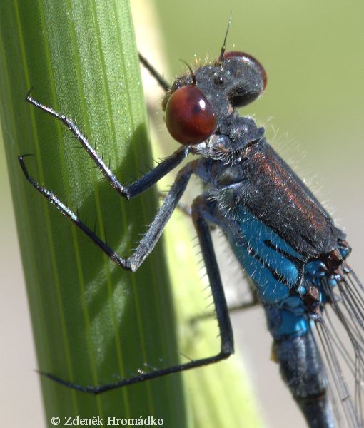Red-eyed damselfly, Erythromma najas (Dragonflies, Odonata)
