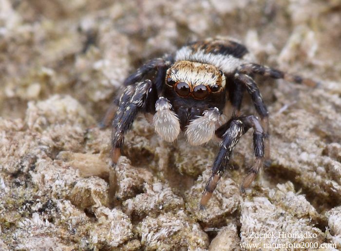 , Evarcha falcata (Spiders, Arachnida)