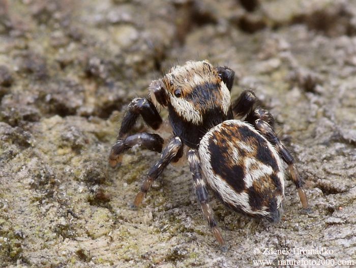 skákavka obecná, Evarcha falcata (Pavouci, Arachnida)