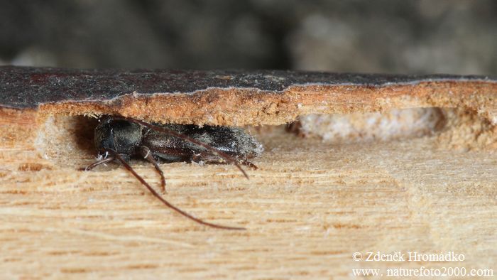 tesařík, Exocentrus lusitanus, Cerambycidae, Acanthocinini (Brouci, Coleoptera)