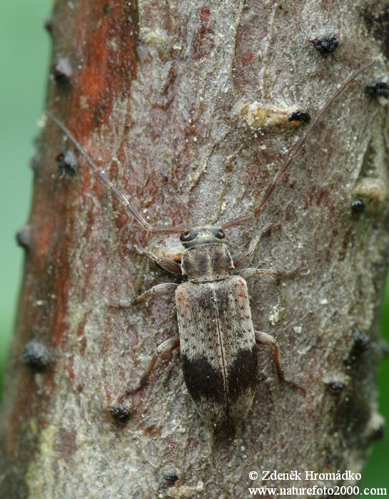 tesařík, Exocentrus punctipennis punctipennis, Cerambycidae, Acanthocinini (Brouci, Coleoptera)