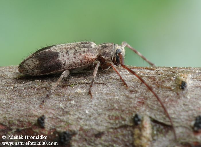 tesařík, Exocentrus punctipennis punctipennis, Cerambycidae, Acanthocinini (Brouci, Coleoptera)