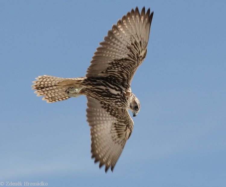 Raroh velký, Falco cherrug (Ptáci, Aves)