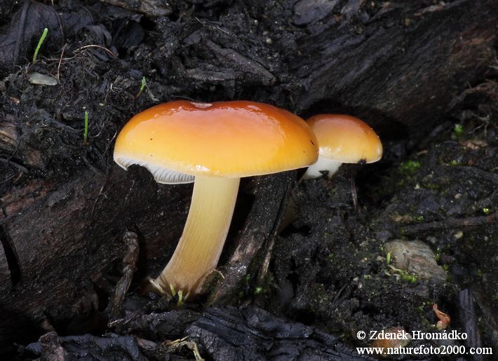penízovka sametonohá, Flammulina velutipes (Houby, Fungi)