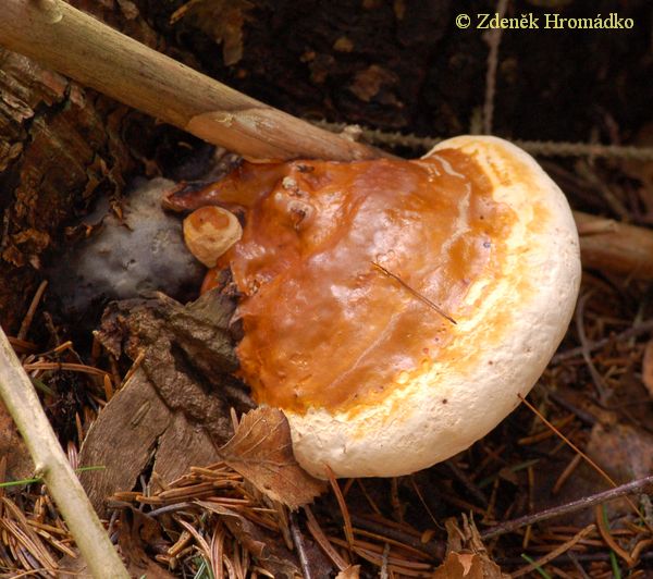 troudnatec pásovaný, Fomitopsis pinicola (Houby, Fungi)