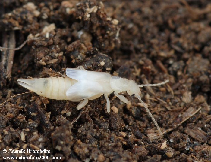 Common Earwig, Forficula auricularia (Others, )