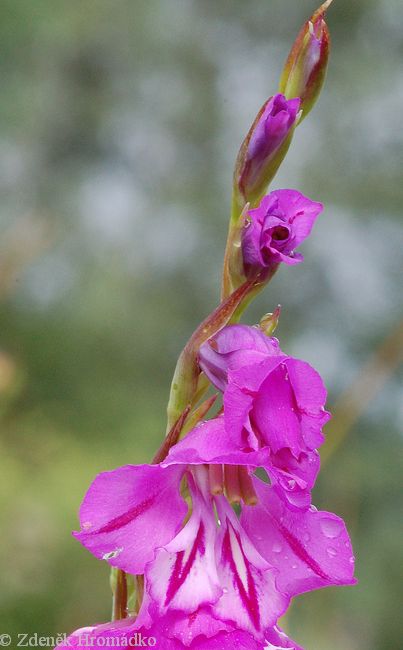 mečík střechovitý, Gladiolus imbricatus (Rostliny, Plantae)