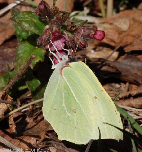 Žluťásek řešetlákový, Gonepteryx rhamni (Motýli, Lepidoptera)