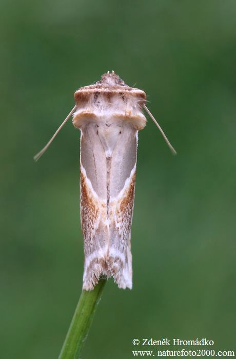 Můřice bělopásná, Habrosyne pyritoides (Motýli, Lepidoptera)