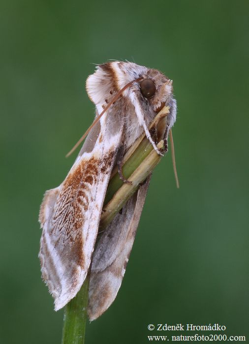 Můřice bělopásná, Habrosyne pyritoides (Motýli, Lepidoptera)