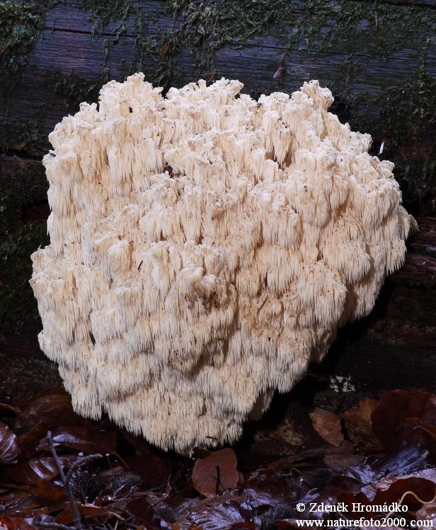 korálovec bukový, Hericium clathroides, Hericiaceae (Houby, Fungi)