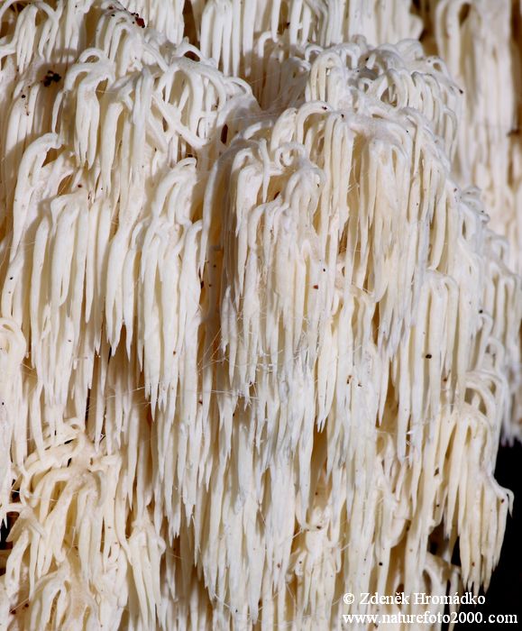 korálovec jedlový, Hericium flagellum, Hericium alpestre, Hericiaceae (Houby, Fungi)