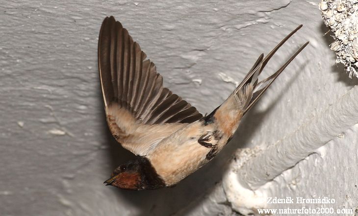 Vlaštovka obecná, Hirundo rustica (Ptáci, Aves)