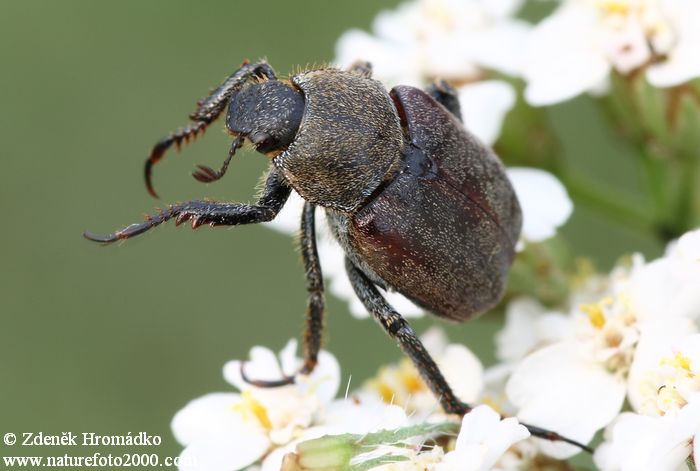 , Hoplia philanthus, Hopliini (Brouci, Coleoptera)