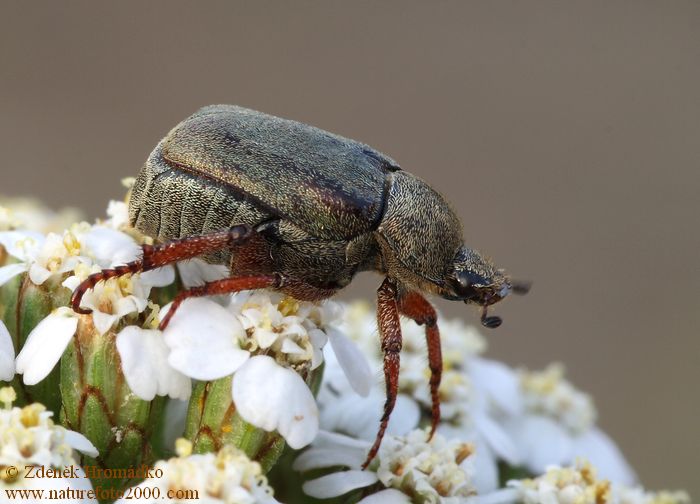 , Hoplia philanthus, Hopliini (Brouci, Coleoptera)