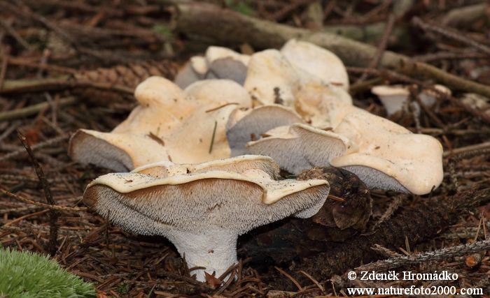 Lošák ryšavý, Hydnum rufescens (Houby, Fungi)