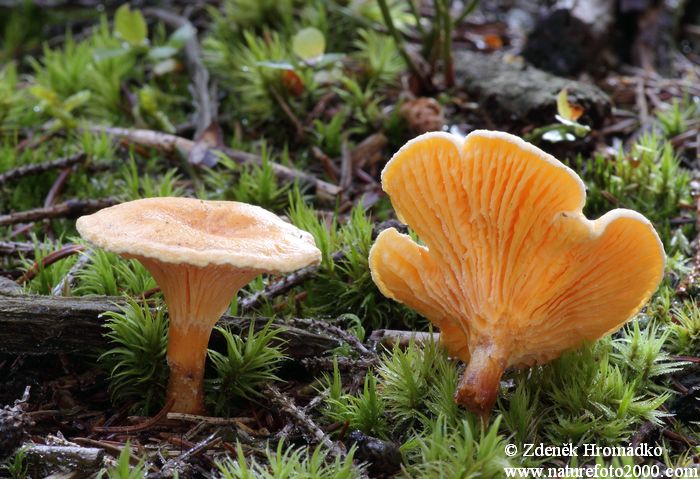 lištička pomerančová, Hygrophoropsis aurantiaca (Cantharellus lactea Clitocybe nigripes) (Houby, Fungi)