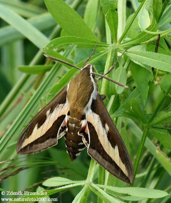 lišaj svízelový, Hyles gallii (Motýli, Lepidoptera)