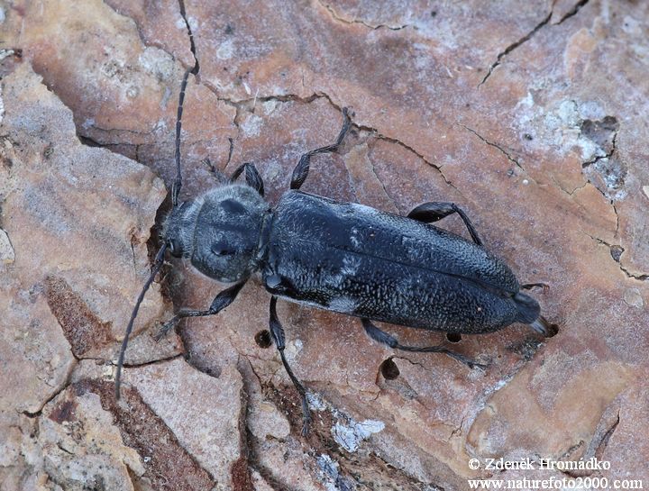 tesařík krovový, Hylotrupes bajulus, Cerambycidae, Callidiini, Hylotrupini (Brouci, Coleoptera)