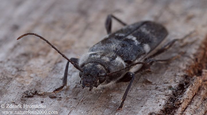 tesařík krovový, Hylotrupes bajulus, Cerambycidae, Callidiini, Hylotrupini (Brouci, Coleoptera)
