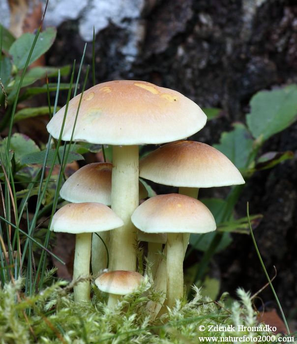 třepenitka svazčitá, Hypholoma fasciculare, Strophariaceae (Houby, Fungi)
