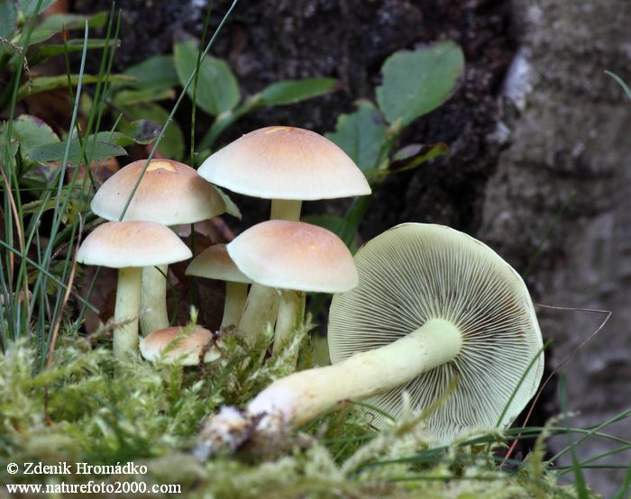 třepenitka svazčitá, Hypholoma fasciculare, Strophariaceae (Houby, Fungi)