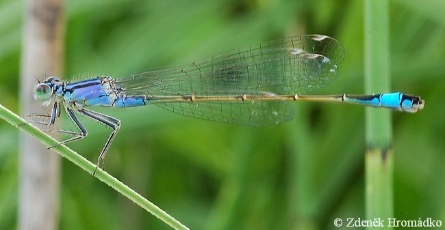 Blue-tailed Damselfly, Ischnura elegans (Dragonflies, Odonata)