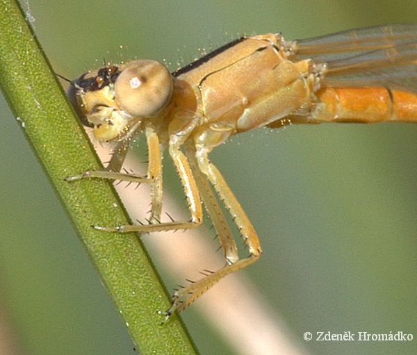 Šidélko malé, Ischnura pumilio (Vážky, Odonata)