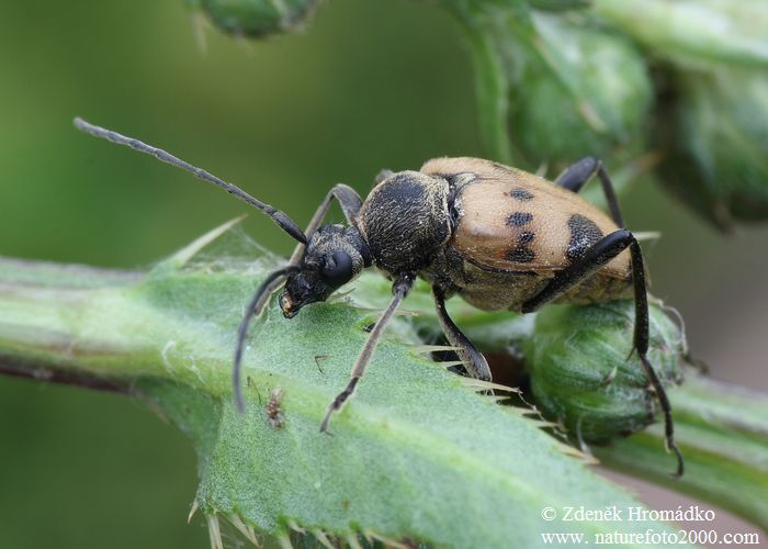 tesařík tesaříkovitý, Judolia cerambyciformis, Cerambycidae, Lepturini (Brouci, Coleoptera)