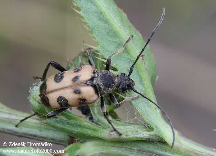 tesařík tesaříkovitý, Judolia cerambyciformis, Cerambycidae, Lepturini (Brouci, Coleoptera)
