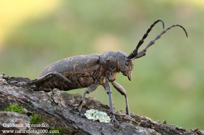 kozlíček vrbový, Lamia textor, Cerambycidae, Lamiini (Brouci, Coleoptera)
