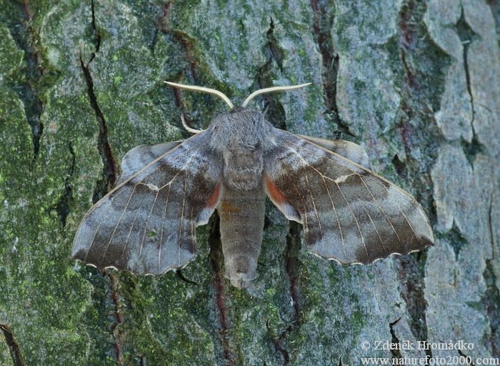 Lišaj topolový, Laothoe populi (Motýli, Lepidoptera)