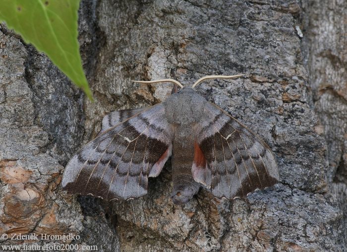 Lišaj topolový, Laothoe populi (Motýli, Lepidoptera)