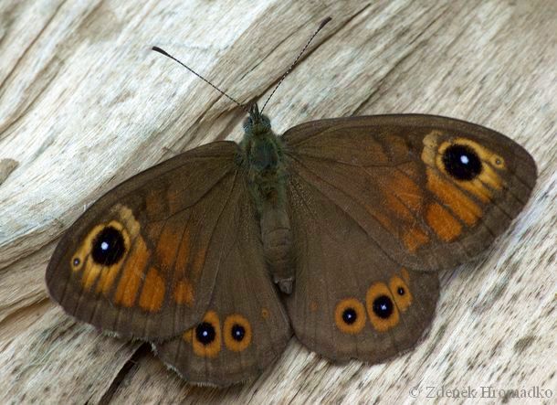 Okáč zední, Lasiommata megera (Motýli, Lepidoptera)