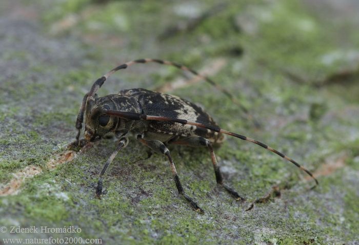 kozlíček, Leiopus linnei, Cerambycidae, Acanthocinini (Brouci, Coleoptera)