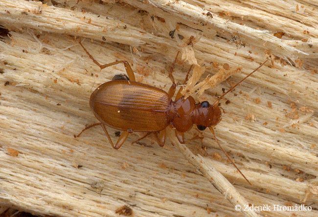 střevlíček, Leistus ferrugineus, Carabidae (Brouci, Coleoptera)