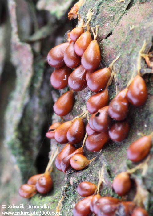 Lesklík křehký, Leocarpus fragilis, Physaraceae (Houby, Fungi)