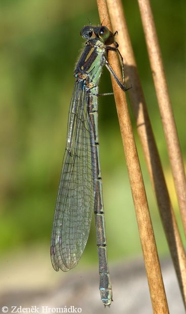 Šídlatka velká, Lestes viridis (Vážky, Odonata)