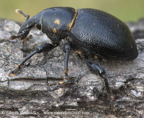 nosatec, Liparus coronatus (Brouci, Coleoptera)
